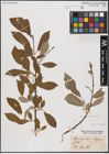 Foto von Salix caprea L.